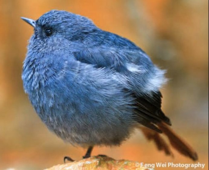 Жирный Пеликан