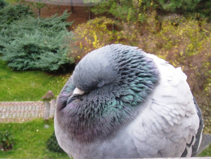 Большой Воробей