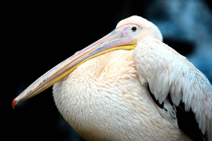 Самая толстая птица