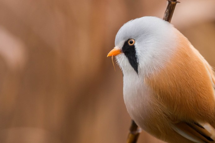 Птица усатая синица