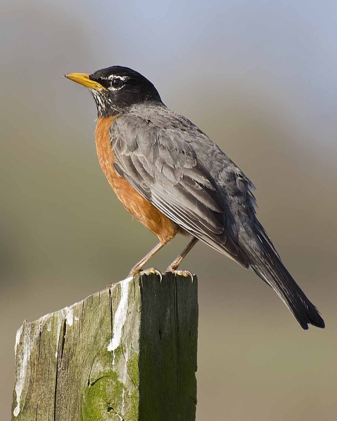 Майна обыкновенная (common Myna).