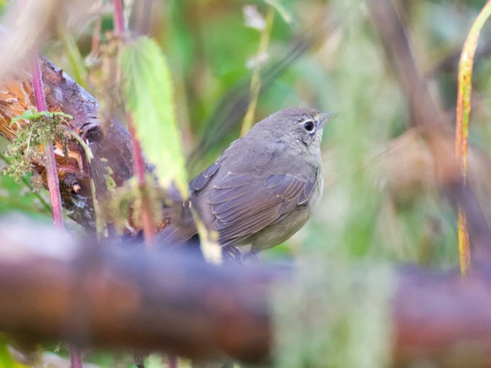 Соловей- – Luscinia Luscinia l.