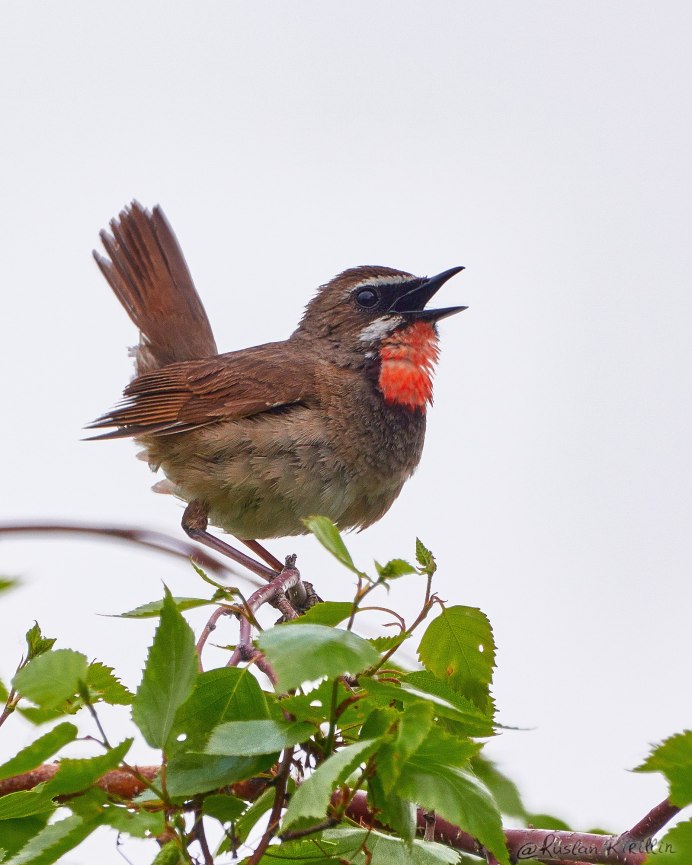 Коричный крючкоклюв (Diglossa baritula)