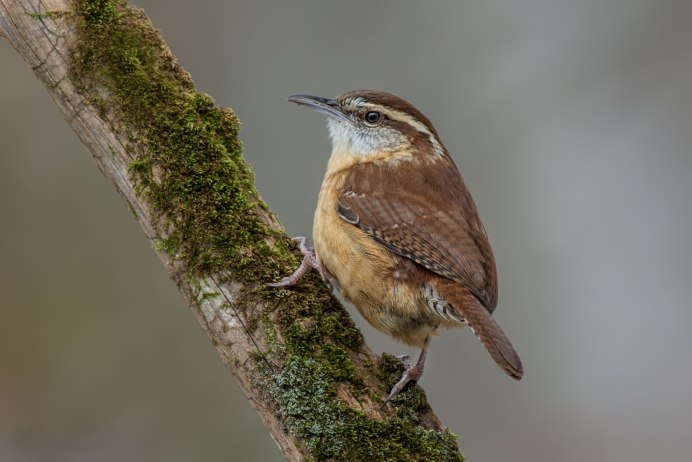Соловей-красношейка Luscinia Calliope