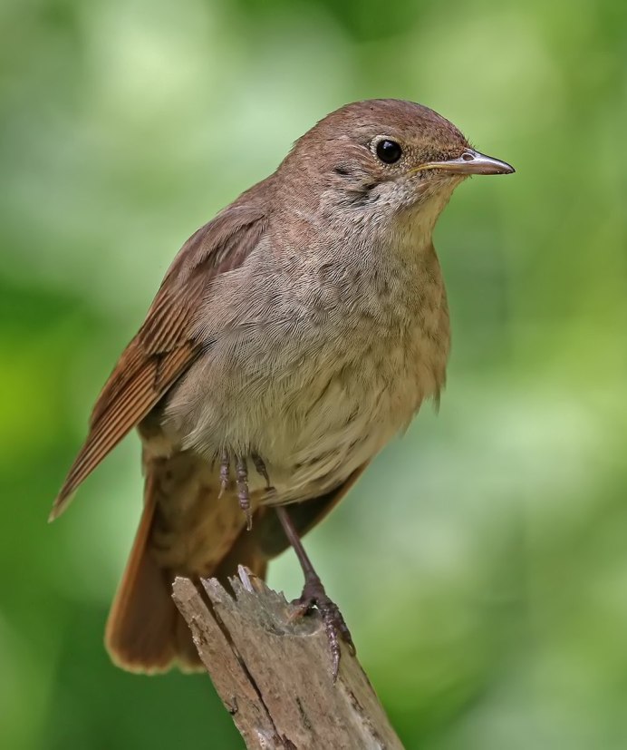 Соловей-красношейка Luscinia Calliope