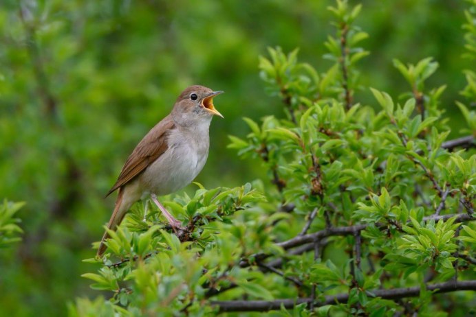 Соловей (Luscinia Luscinia)