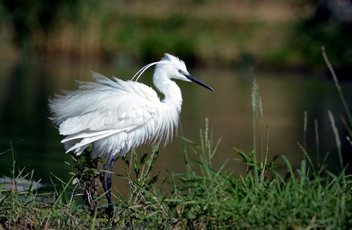 Белая цапля