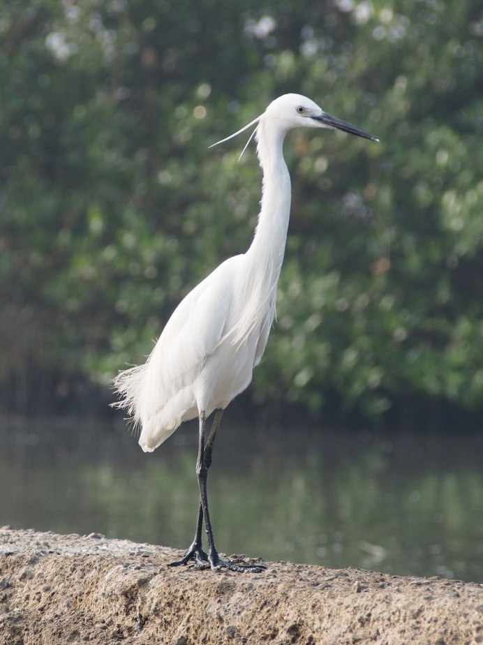 Птицы Ростовской области цапля журавль Аист