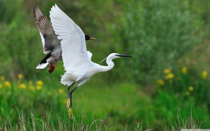 Малая белая цапля птицы