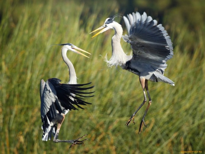 Белокрылая цапля