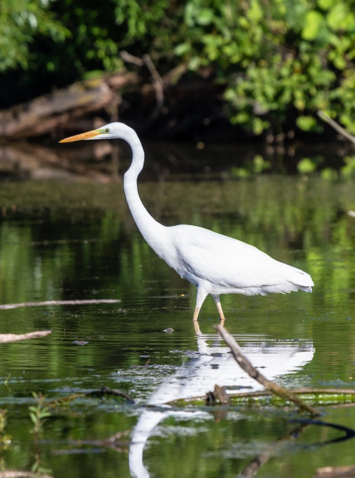 Мелкие Цапли