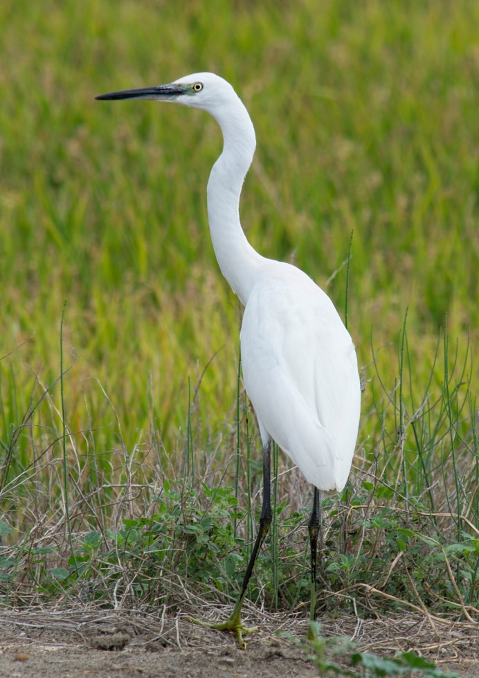 Мелкие Цапли