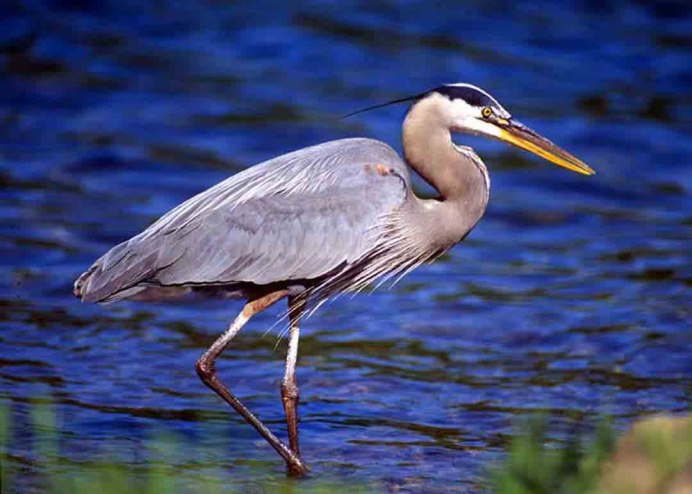 Great Blue Heron птица