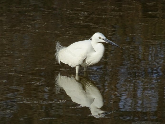 Egretta caerulea