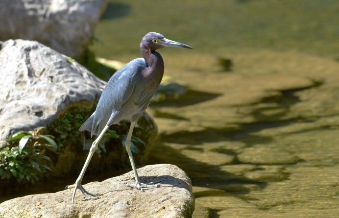 Желтоголовая цапля