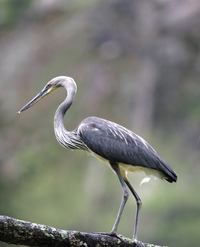 Равновесие цапля