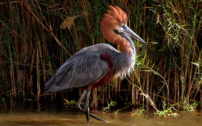 Птица похожая на цаплю