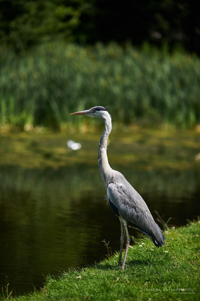 Птица похожая на цаплю