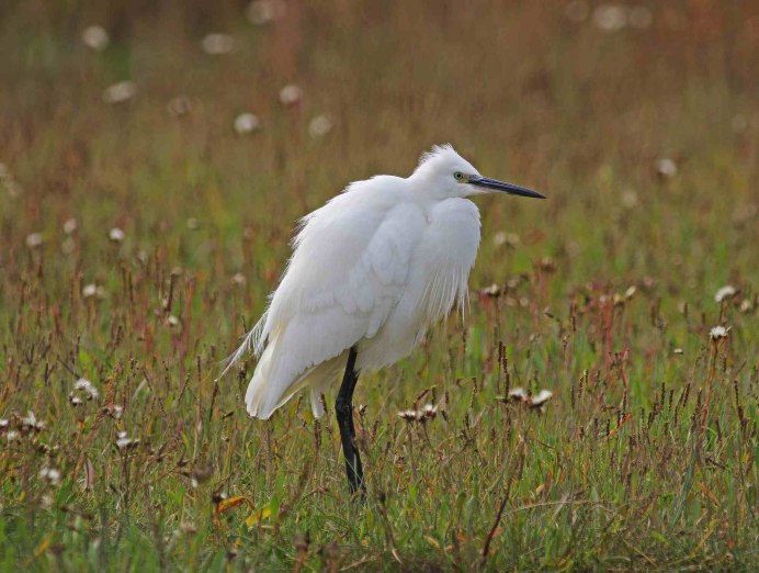 Aigrette