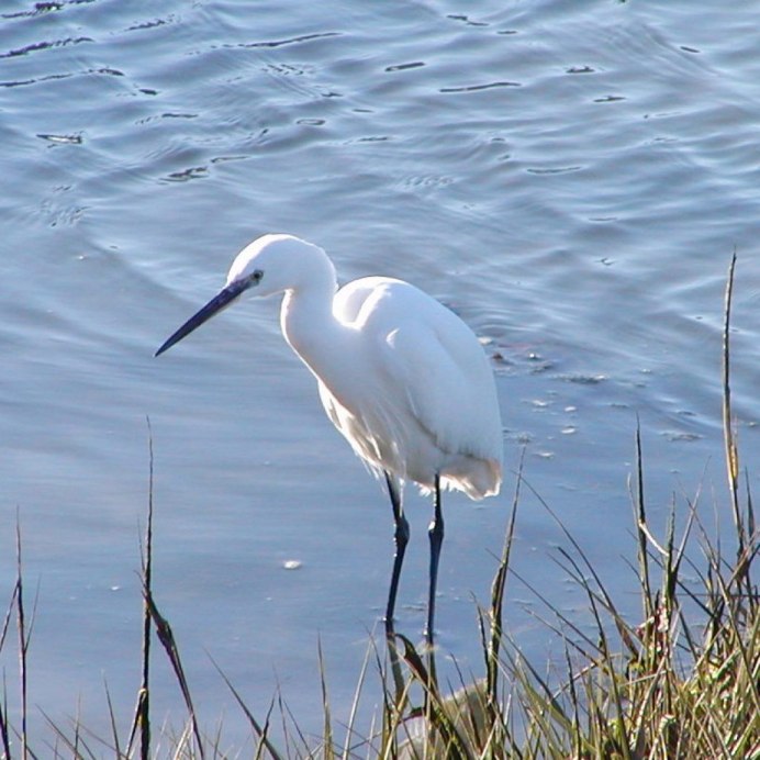 Цапля издалека