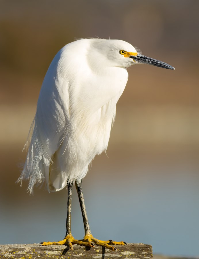 Egretta Thula