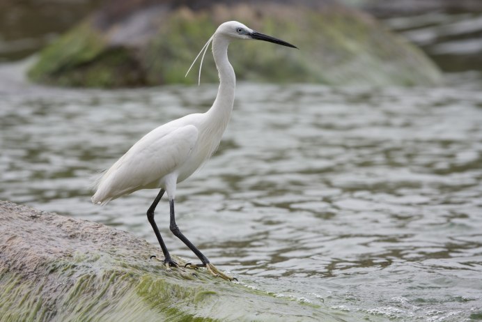 Egret цвет