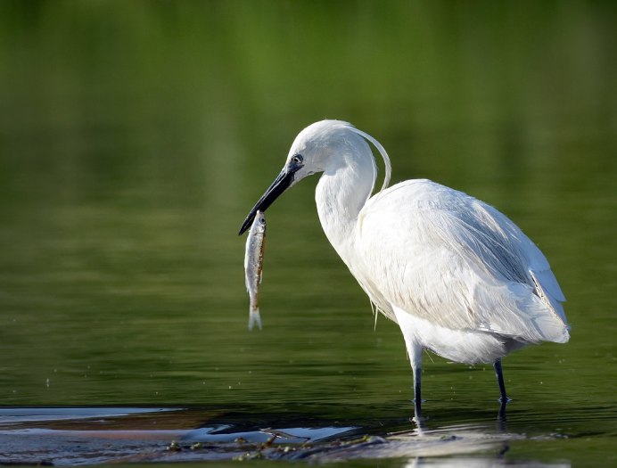 Малая белая цапля