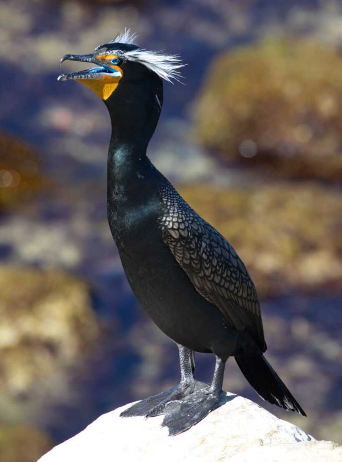 Хохлатый Баклан Черноморский