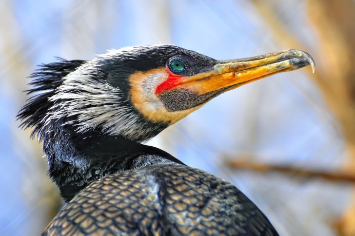 Балкан птица