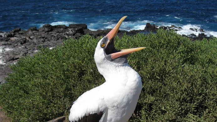 Баклан Черноморский птица