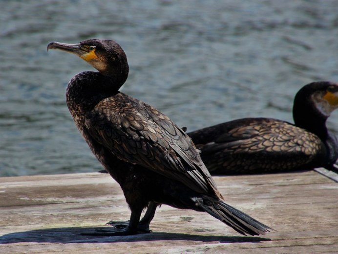 Черноморский Баклан черный