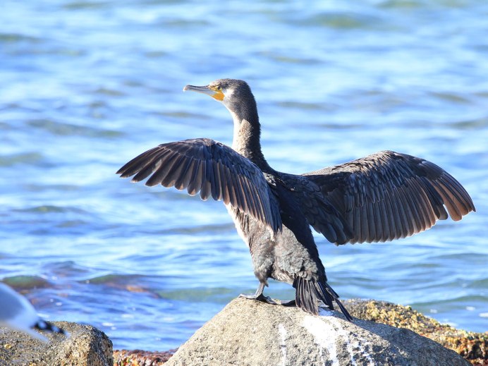 Нырок Черноморский Баклан