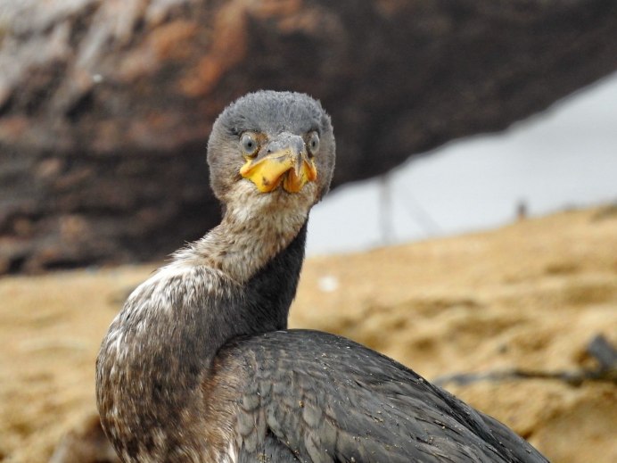 Королевский Баклан