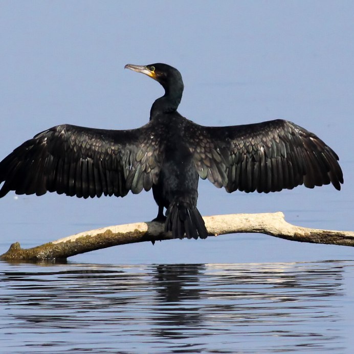 Корморан птица