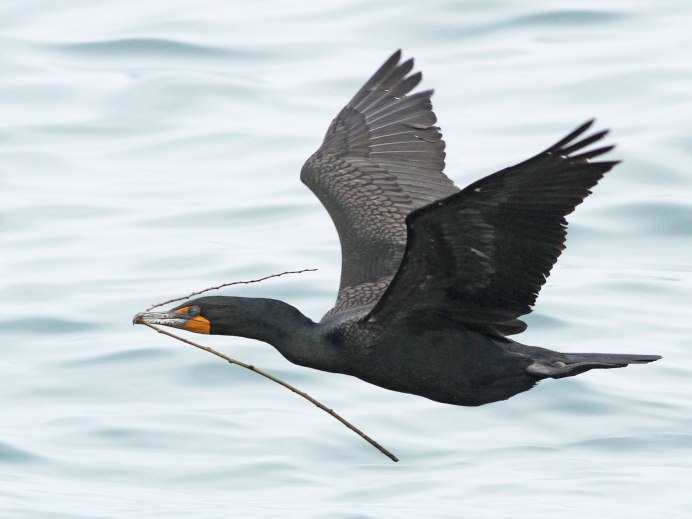 Баклан Брандта