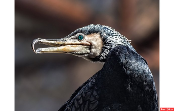 Королевский Баклан