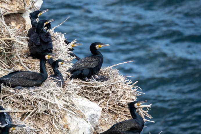 Большой Баклан птица