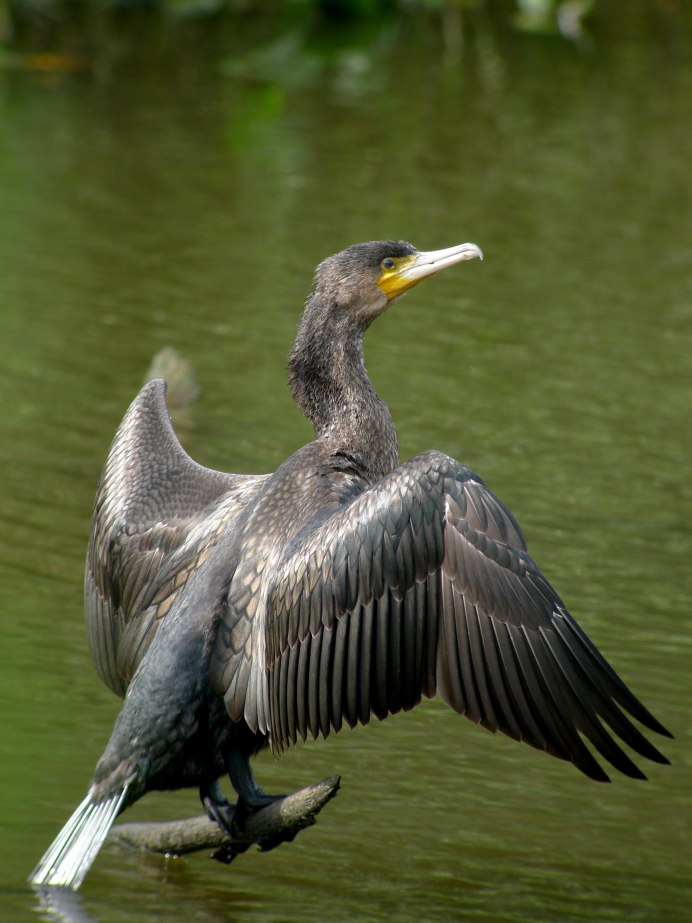Phalacrocorax Carbo птица