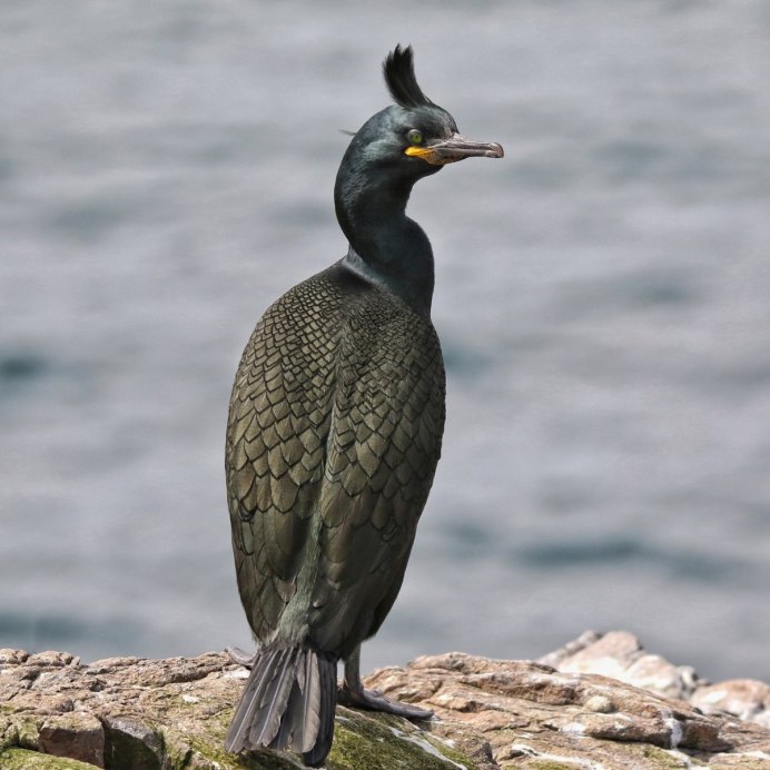 Краснолицый Баклан