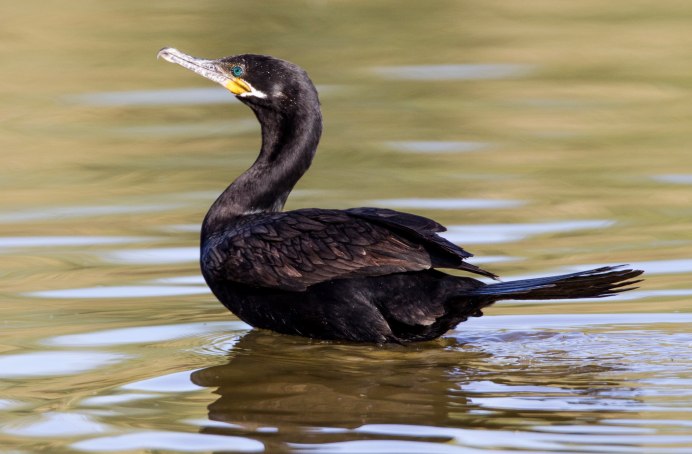 Стеллеров Баклан