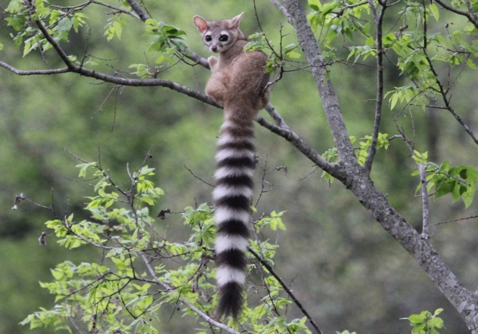 Удод птица Удод