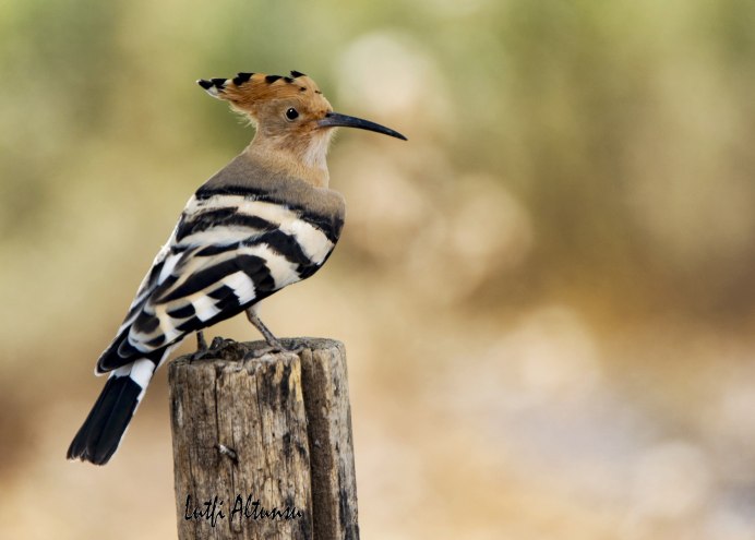 Common Hoopoe