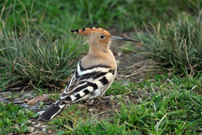 Удод Дальневосточный