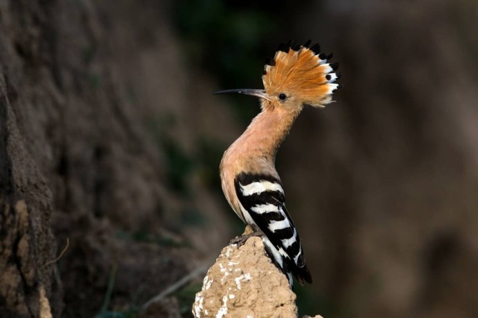 Удод Сенегальский
