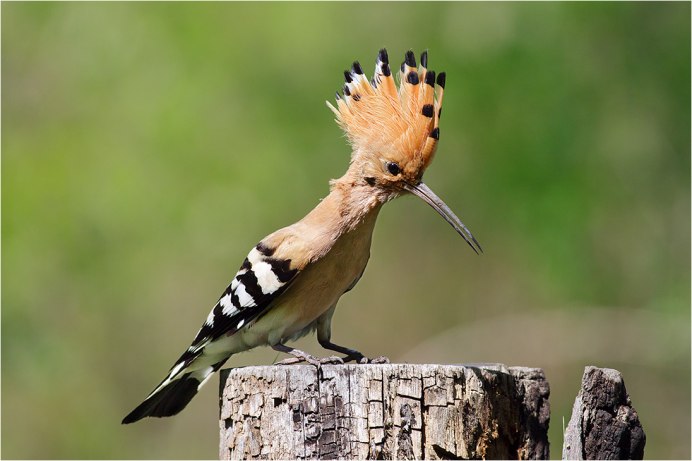 Удод Сенегальский