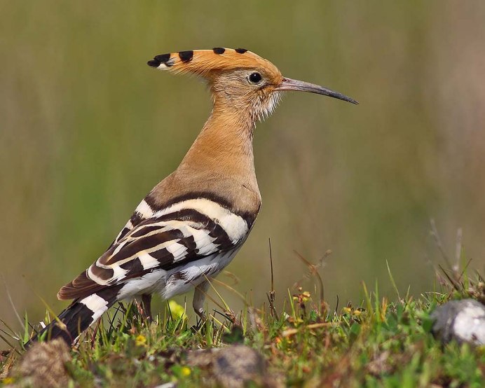 Полосатая птица с хохолком