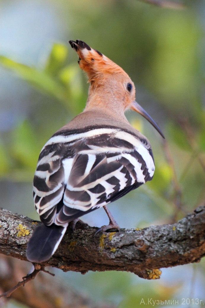 Удод Степной