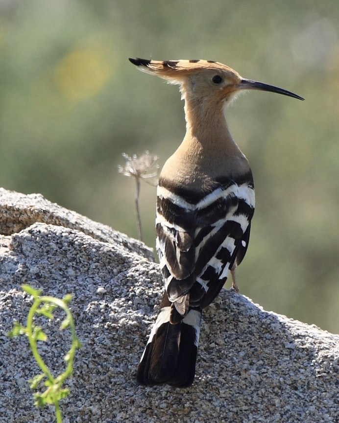 Удод Крымский