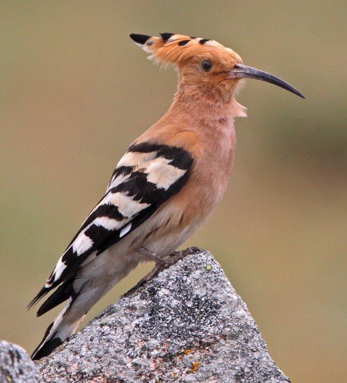 Африканский длиннохвостый ястреб