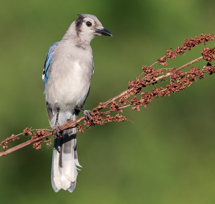 Мадагаскарский Удод